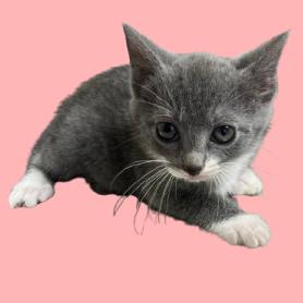 TUSC-Stray-83287_2_3 — thumbnail 2