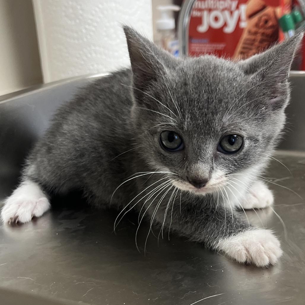 TUSC-Stray-83287_2_3 — thumbnail 3