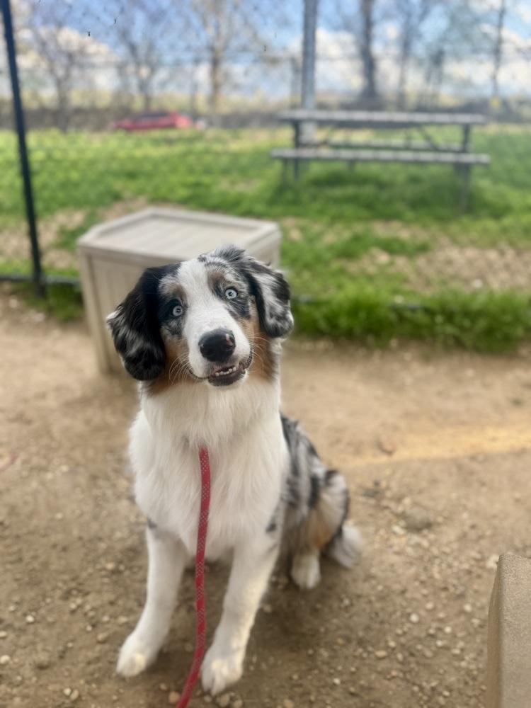 Enlarge Wagyu, a Adoptable Australian Shepherd in Slatington, PA image 1/5