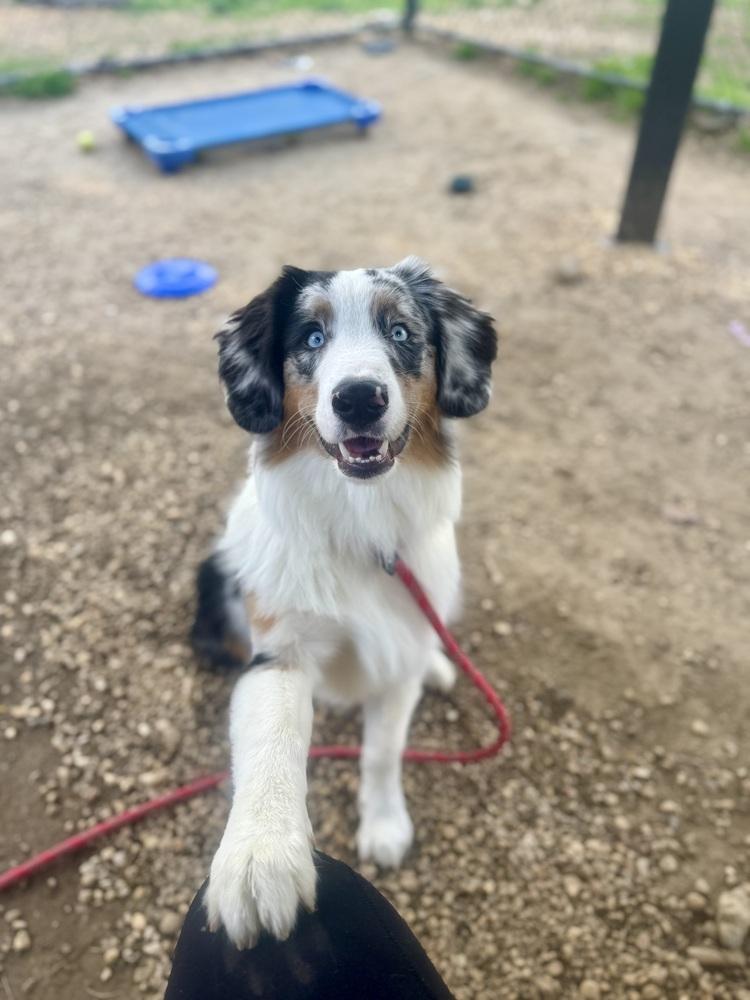 Enlarge Wagyu, a Adoptable Australian Shepherd in Slatington, PA image 2/5