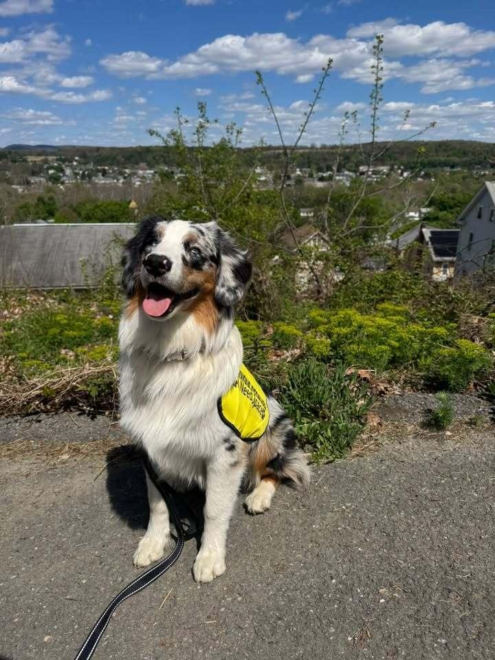 Enlarge Wagyu, a Adoptable Australian Shepherd in Slatington, PA image 4/5