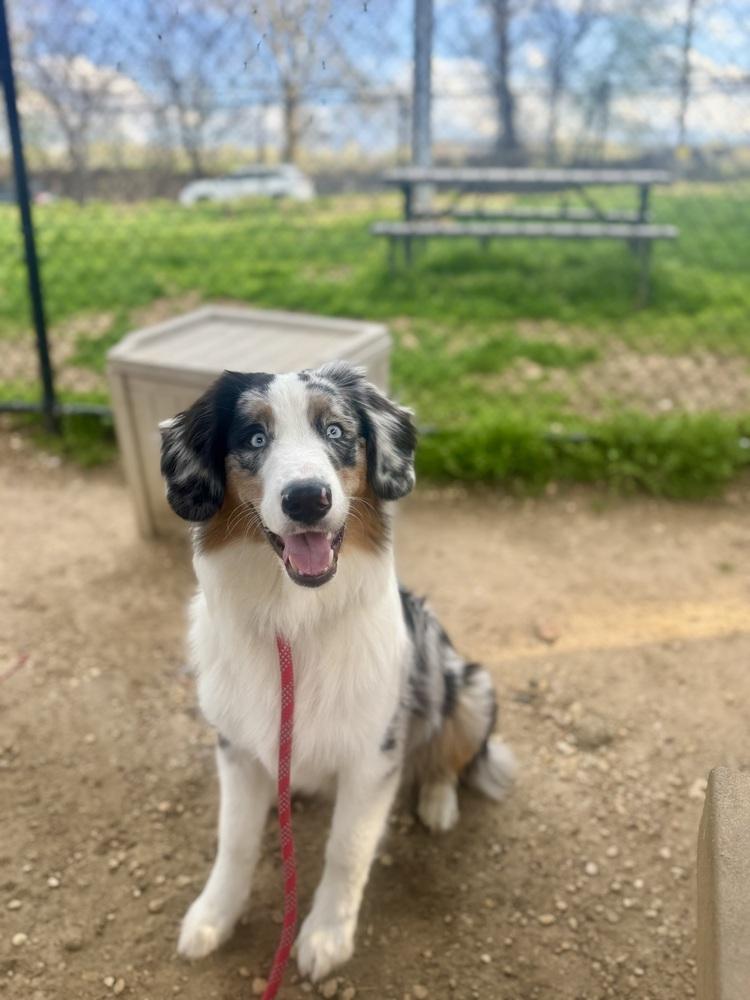 Enlarge Wagyu, a Adoptable Australian Shepherd in Slatington, PA image 5/5
