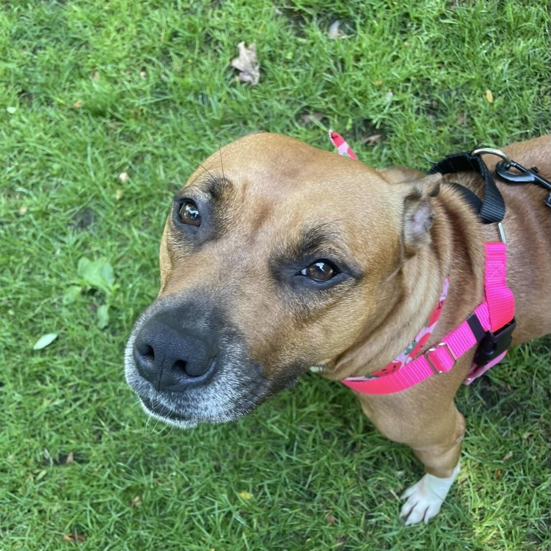 Mary Jane, a Adoptable Pit Bull Terrier in Chicago, IL image 1/6