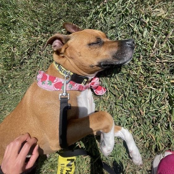 Mary Jane, a Adoptable Pit Bull Terrier in Chicago, IL image 2/6