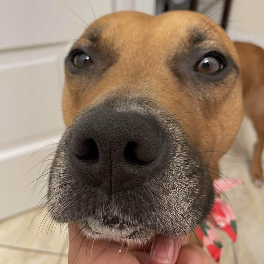 Mary Jane, a Adoptable Pit Bull Terrier in Chicago, IL image 3/6