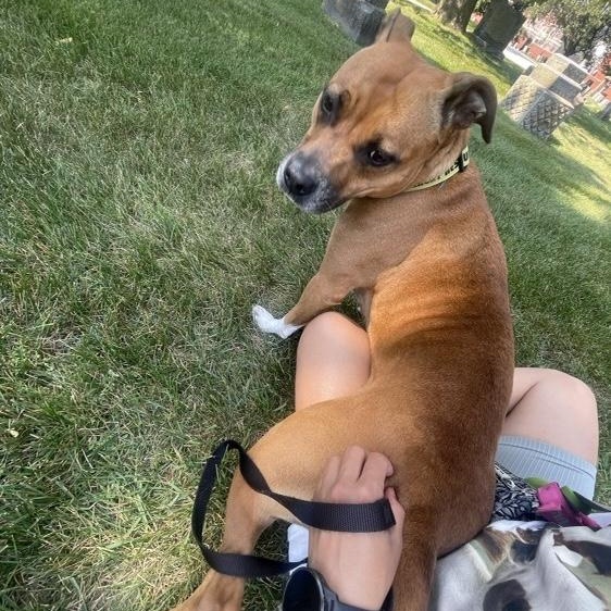 Mary Jane, a Adoptable Pit Bull Terrier in Chicago, IL image 4/6