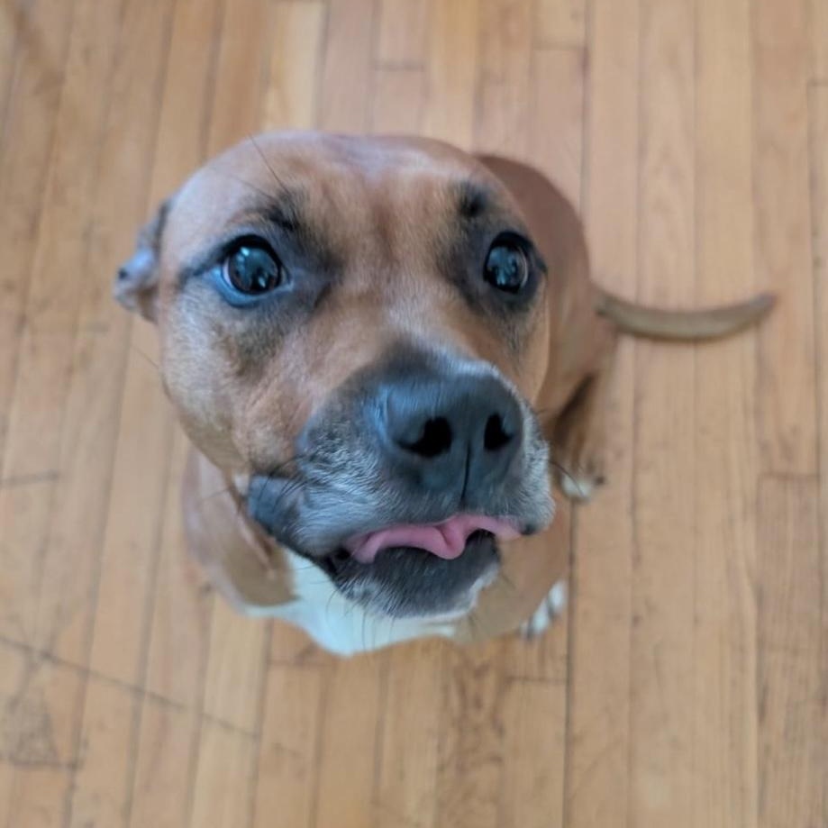 Mary Jane, a Adoptable Pit Bull Terrier in Chicago, IL image 5/6