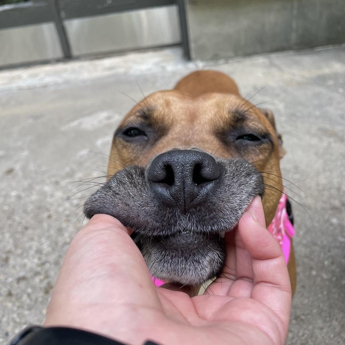Mary Jane, a Adoptable Pit Bull Terrier in Chicago, IL image 6/6