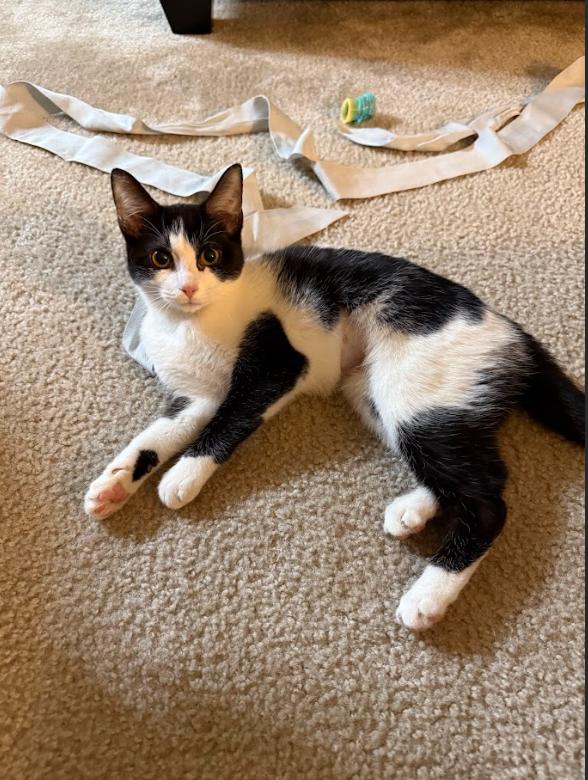 Shammy, Adoptable, Young Female Domestic Short Hair.