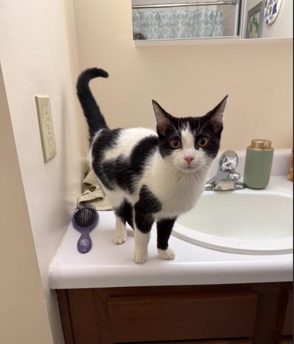 Enlarge Shammy, a Adoptable Domestic Short Hair in Rochester, NY image 2/2