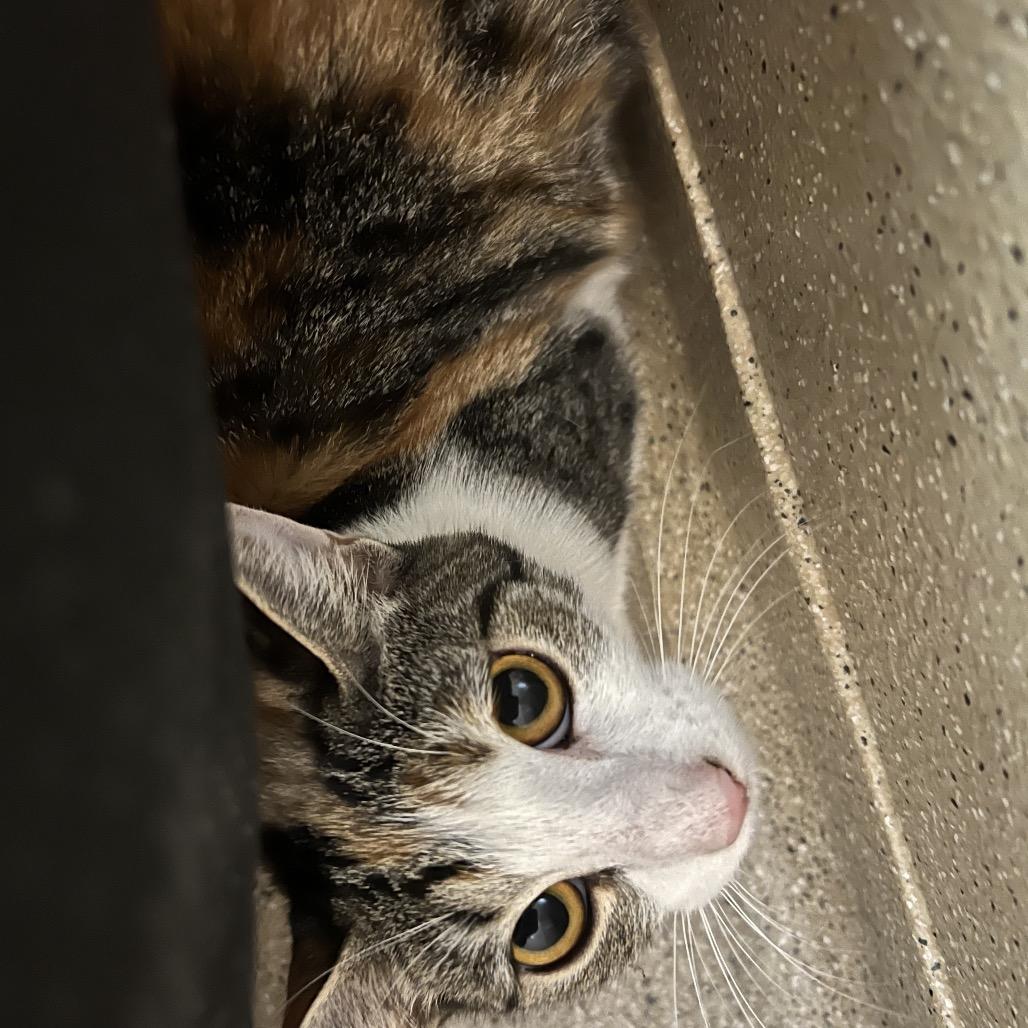 Marilyn, Adoptable, Adult Female Domestic Short Hair.