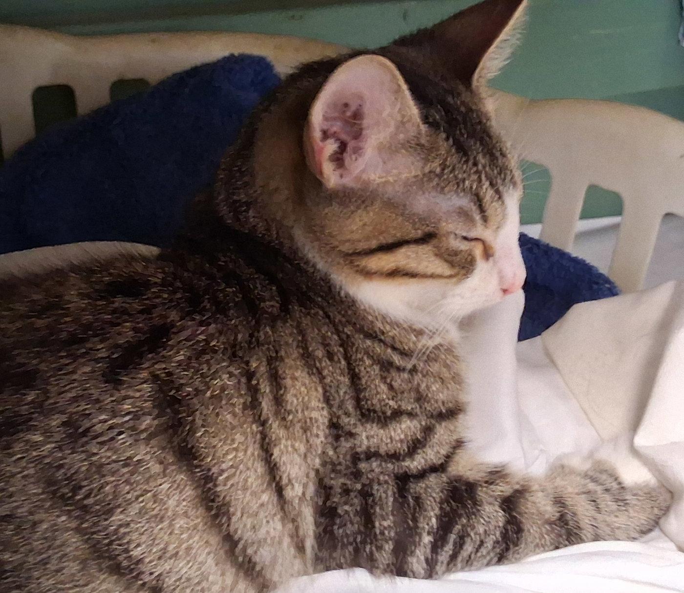 Muffy, Adoptable, Kitten Male Domestic Medium Hair.