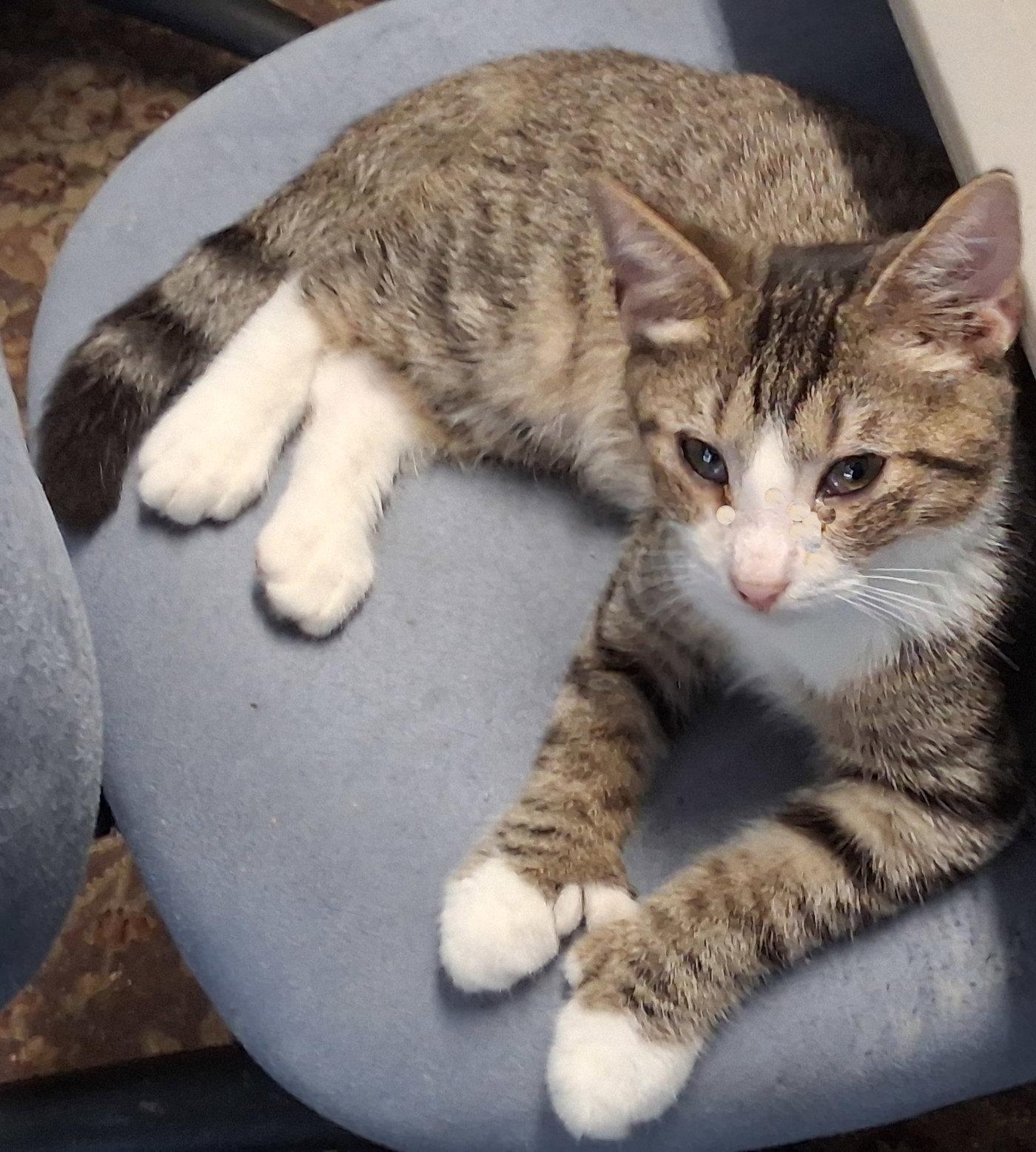 Enlarge Muffy, a Adoptable Domestic Medium Hair in Mcconnelsville, OH image 2/2