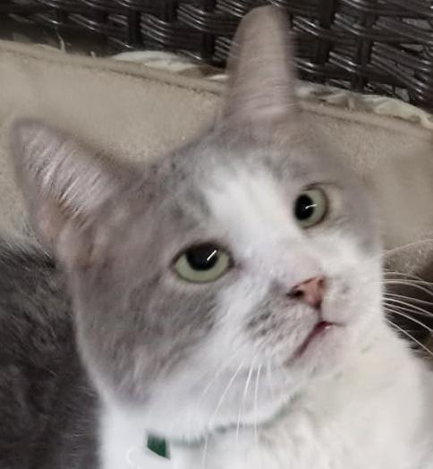 Enlarge D.B. Cooper, a Adoptable Domestic Short Hair in Mansfield, OH image 1/1