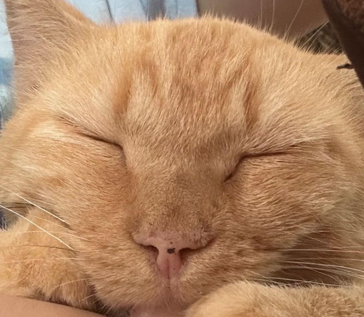 Enlarge Cheeto, a Adoptable Domestic Short Hair in Alpharetta, GA image 1/3