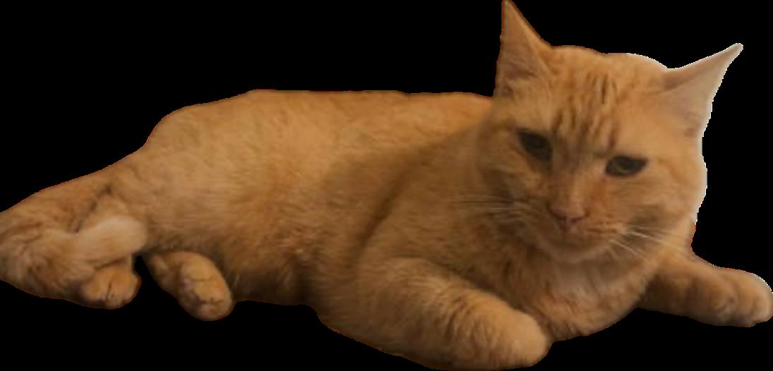 Enlarge Cheeto, a Adoptable Domestic Short Hair in Alpharetta, GA image 2/3