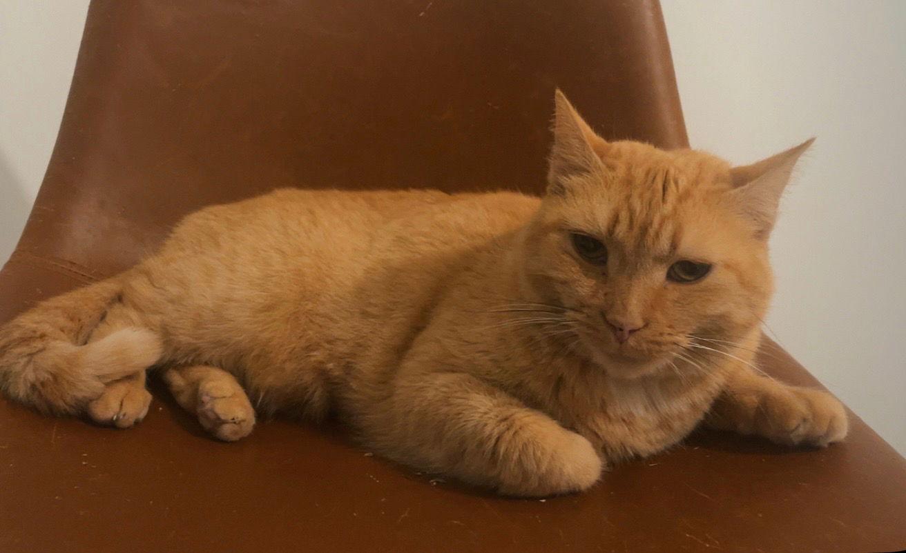 Enlarge Cheeto, a Adoptable Domestic Short Hair in Alpharetta, GA image 3/3