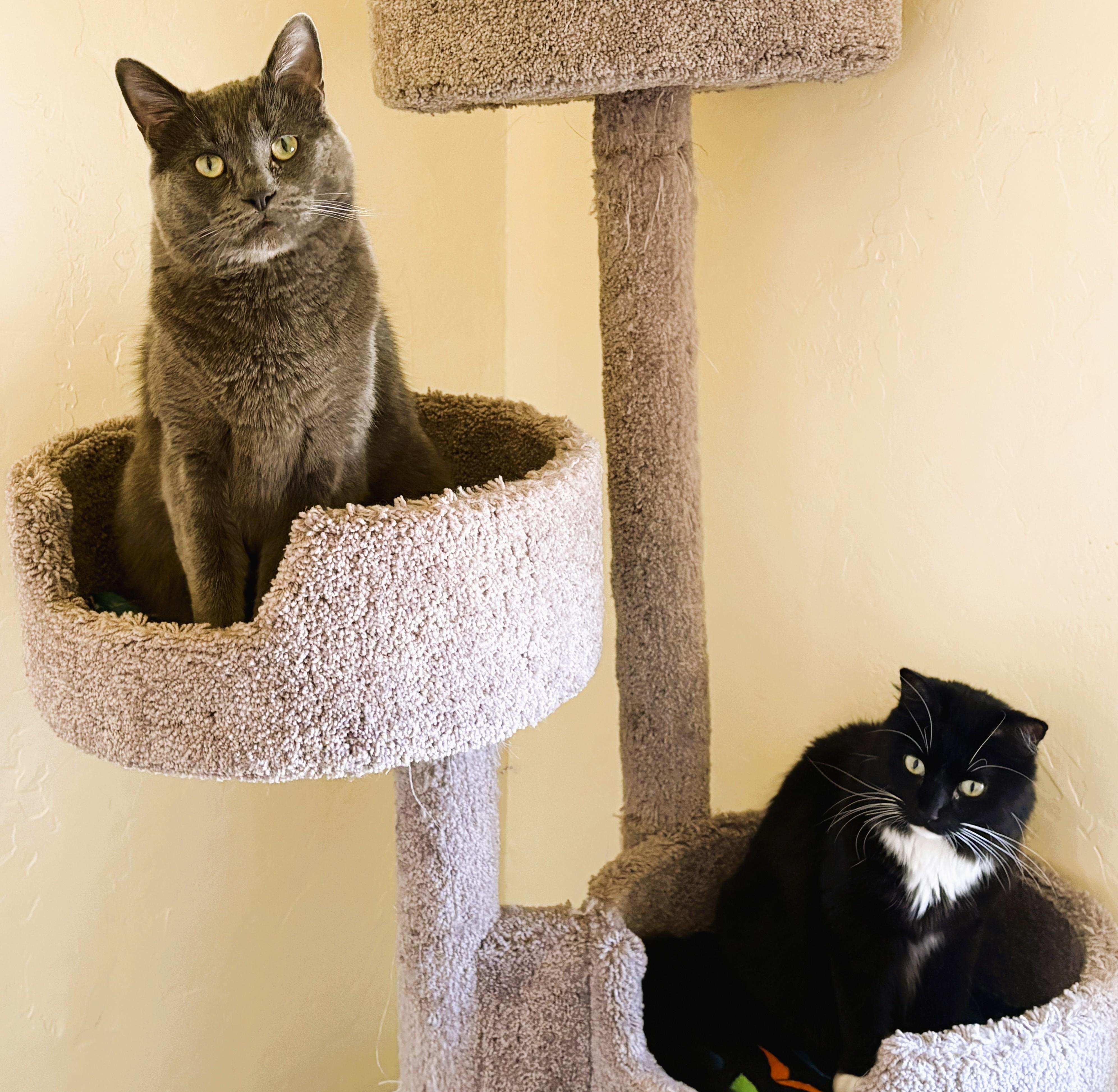 Enlarge NYX and LUNA (Bonded Pair), an adopted Domestic Medium Hair in Prescott, AZ image 1/6