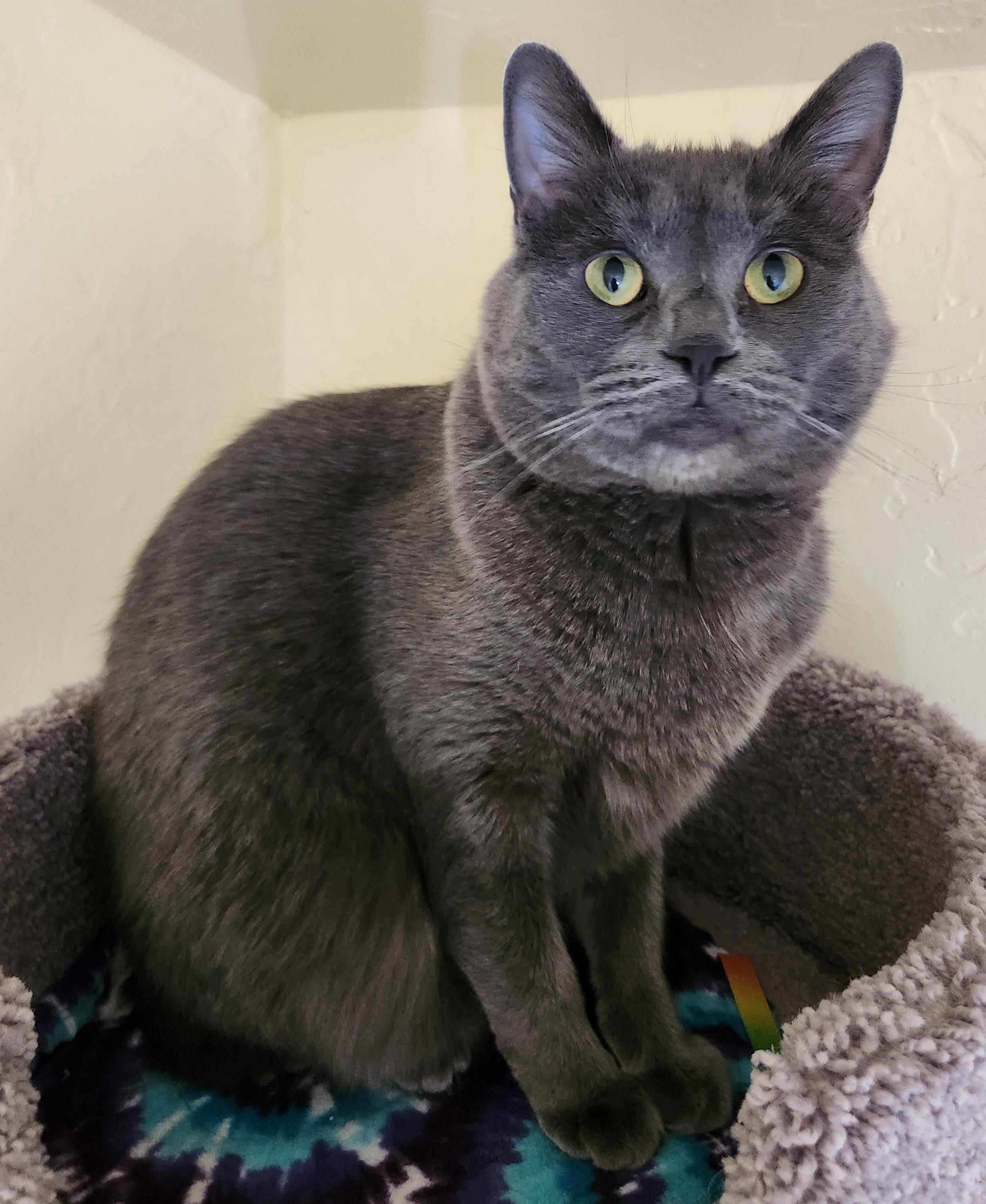 Enlarge NYX and LUNA (Bonded Pair), an adopted Domestic Medium Hair in Prescott, AZ image 2/6