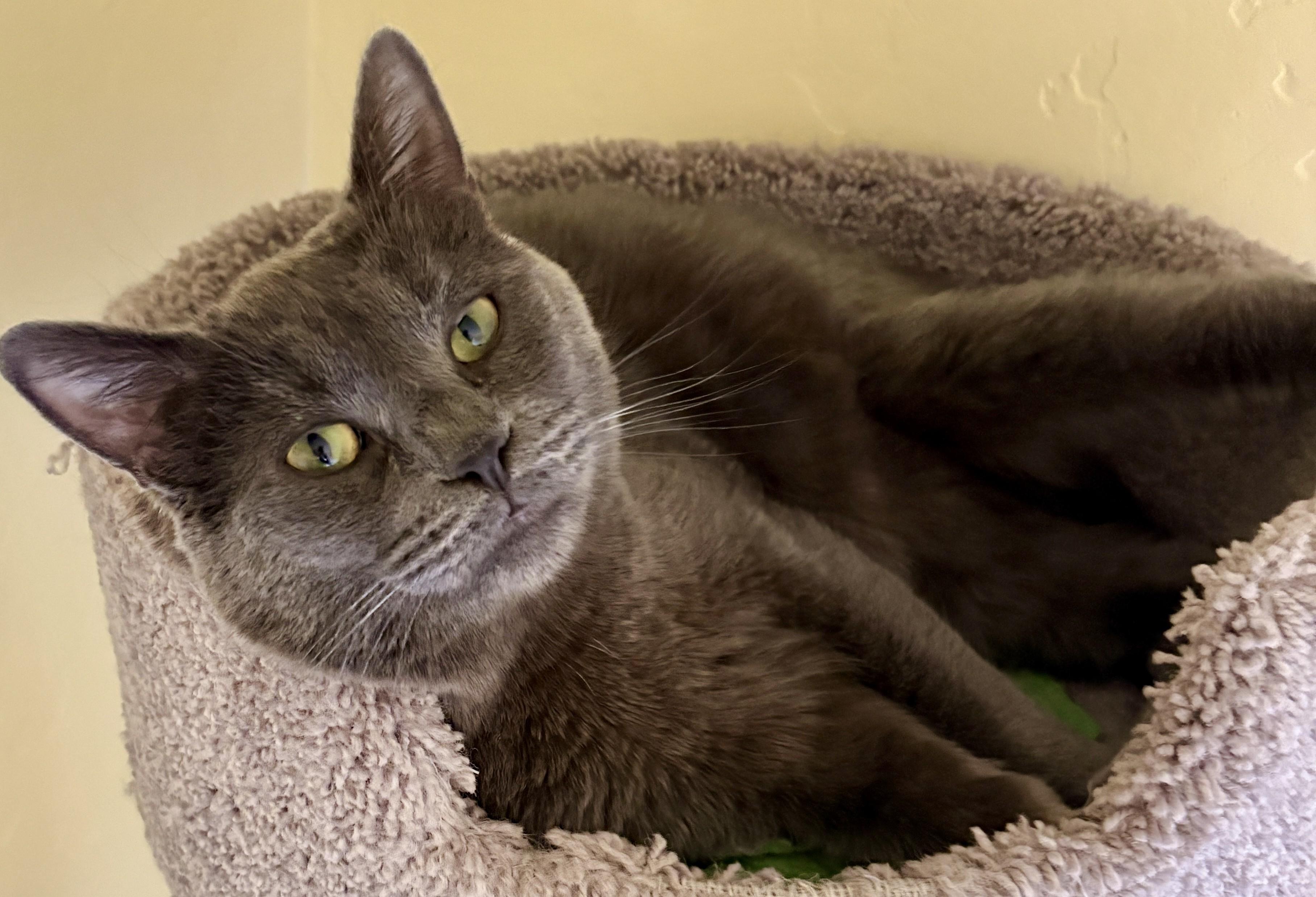 Enlarge NYX and LUNA (Bonded Pair), an adopted Domestic Medium Hair in Prescott, AZ image 6/6