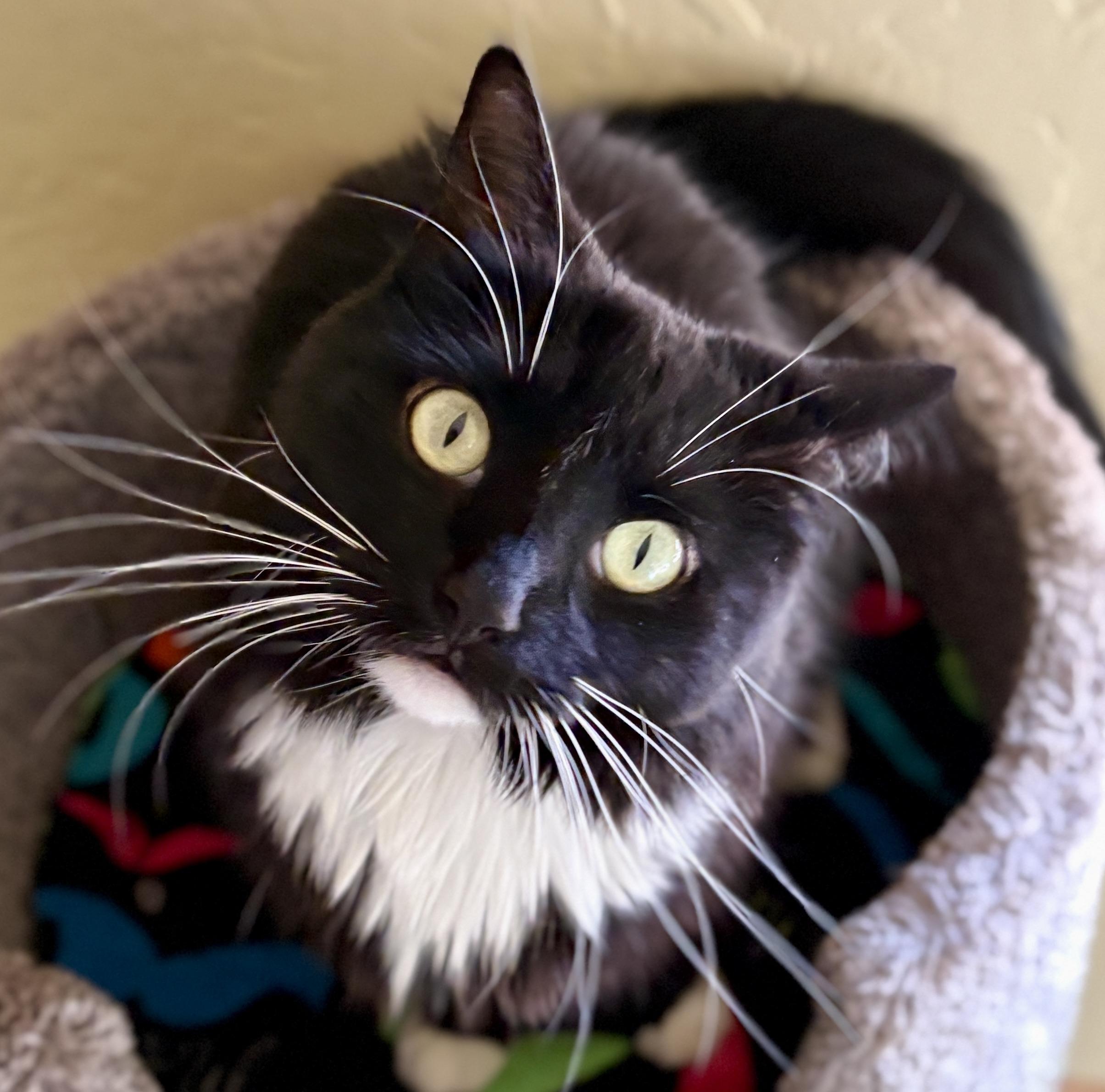 Enlarge NYX and LUNA (Bonded Pair), an adopted Domestic Medium Hair in Prescott, AZ image 3/6