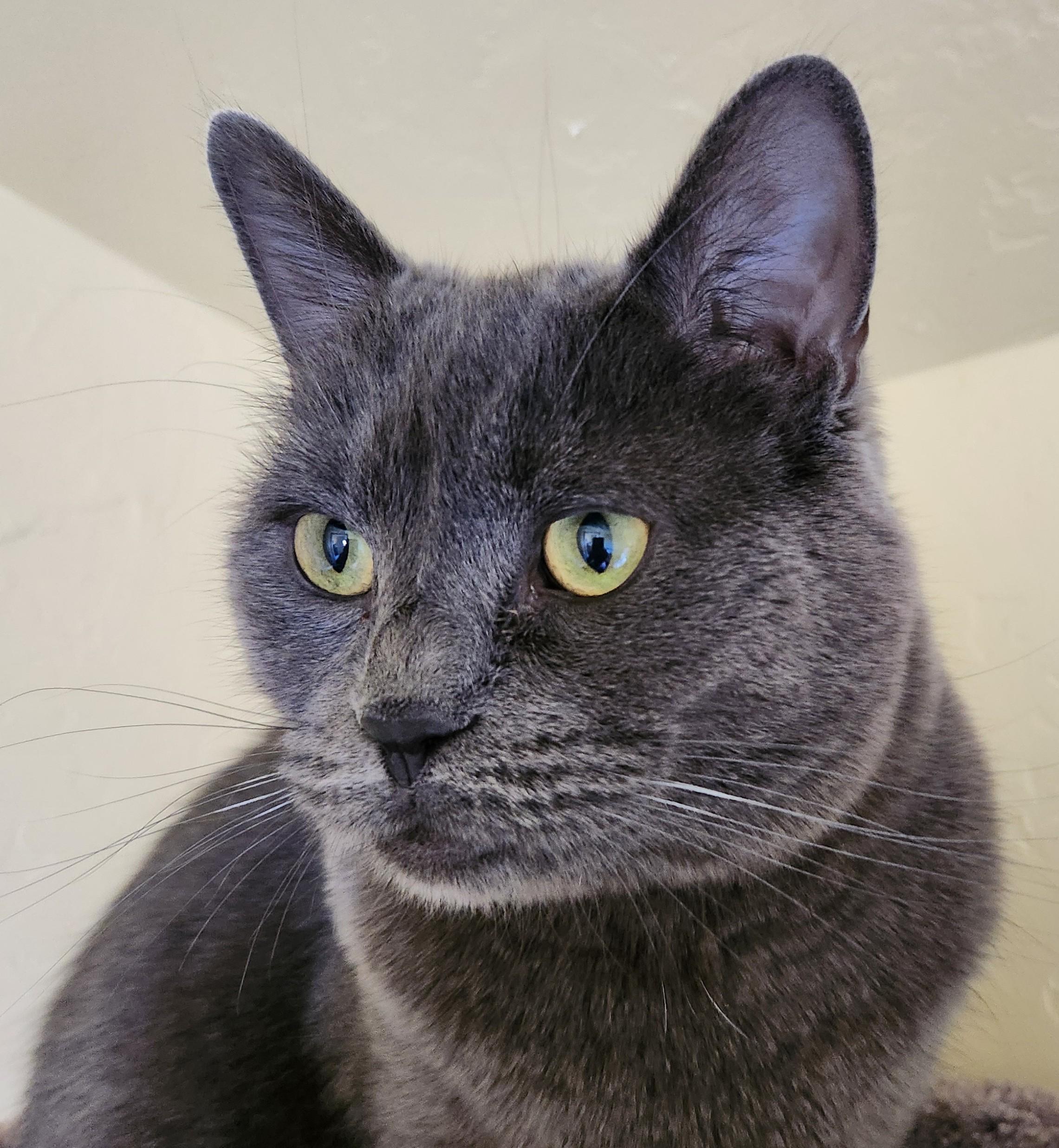 Enlarge NYX and LUNA (Bonded Pair), an adopted Domestic Medium Hair in Prescott, AZ image 4/6