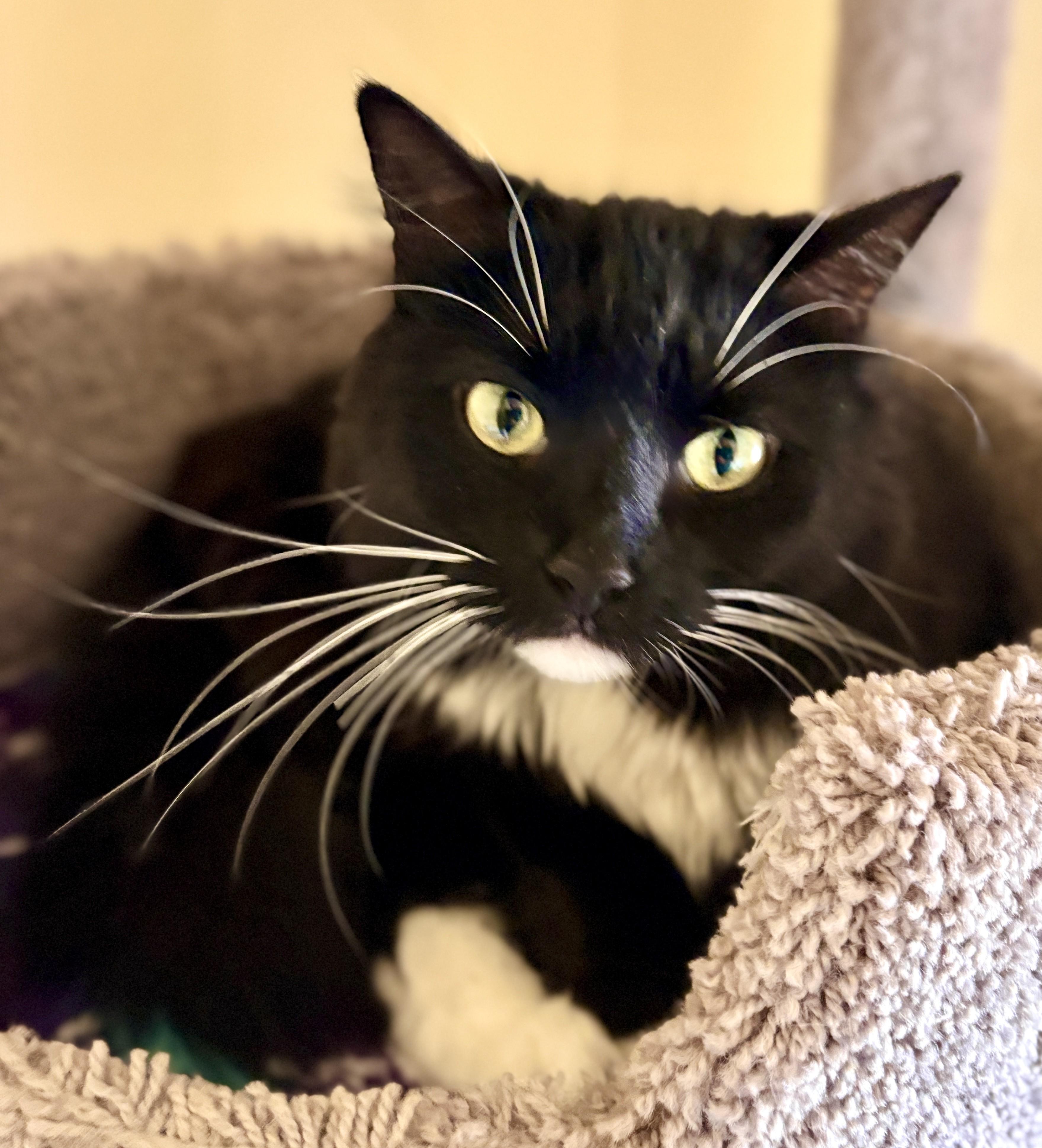 Enlarge NYX and LUNA (Bonded Pair), an adopted Domestic Medium Hair in Prescott, AZ image 5/6