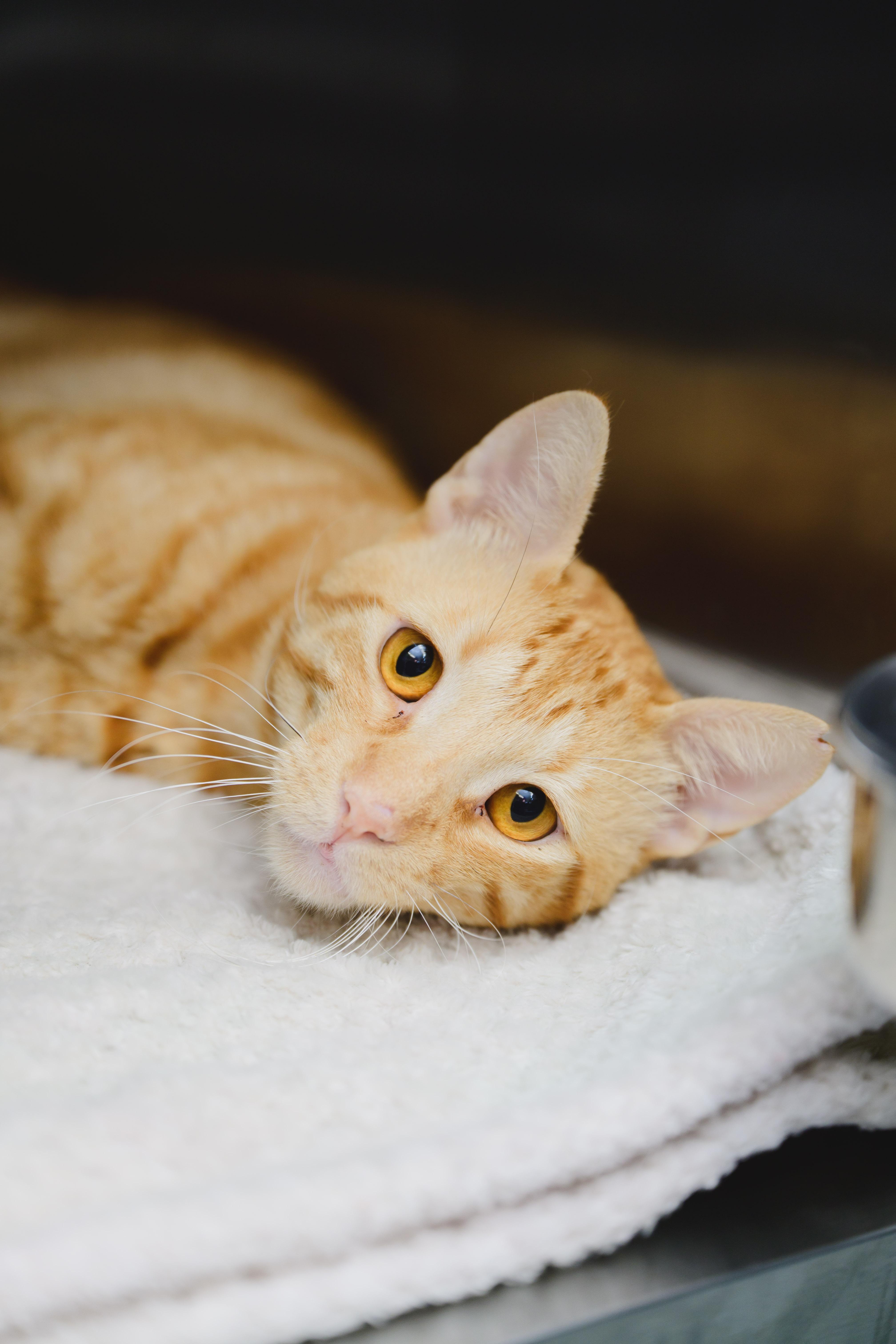 Enlarge Damien, a Adoptable Domestic Short Hair in Honolulu, HI image 1/3