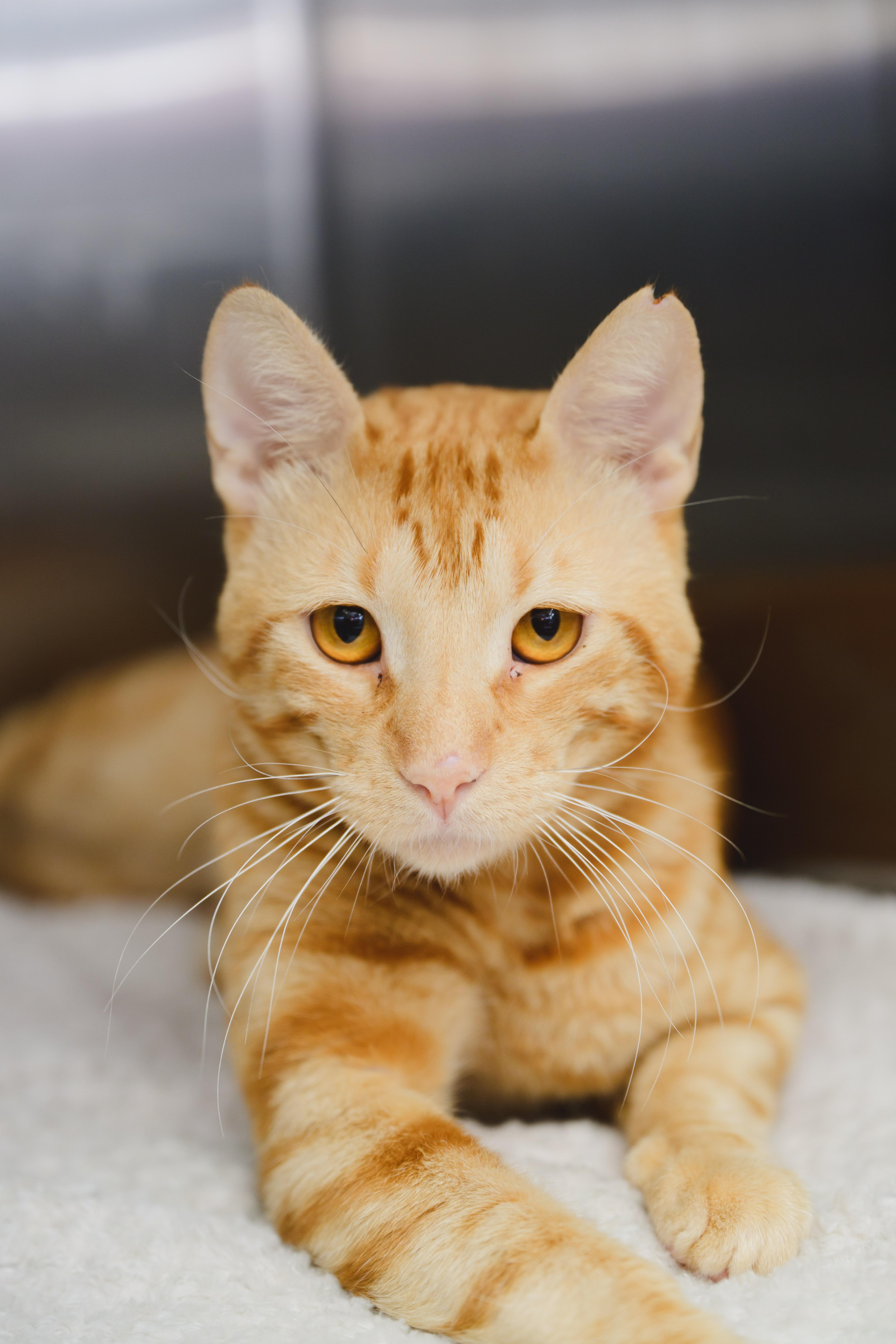 Enlarge Damien, a Adoptable Domestic Short Hair in Honolulu, HI image 2/3