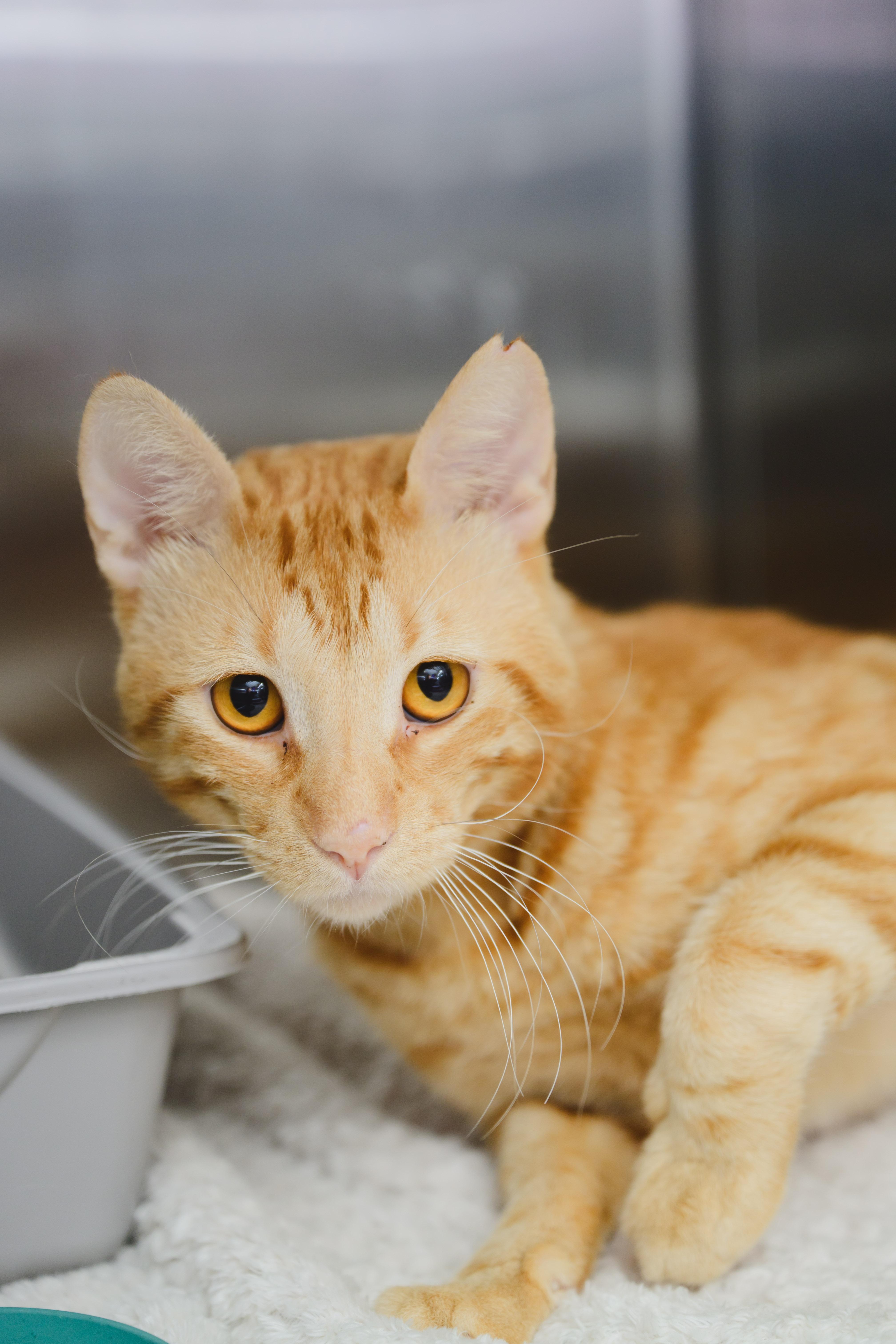 Enlarge Damien, a Adoptable Domestic Short Hair in Honolulu, HI image 3/3