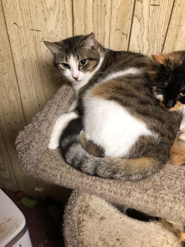 Darcy, Adoptable, Adult Female Domestic Short Hair.