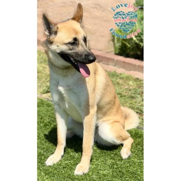 Enlarge Azula, a Adopted mixed breed in Inglewood, CA image 2/2