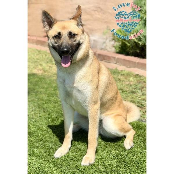 Azula, Adopted, Young Female German Shepherd Dog & Belgian Shepherd / Malinois.