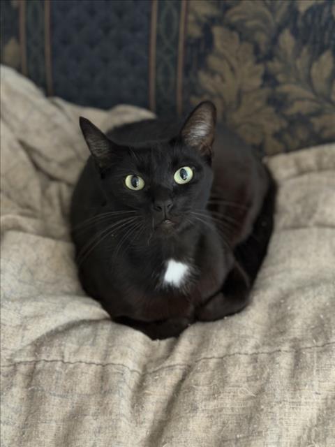 DINAH, Adoptable, Young Female Domestic Short Hair & Domestic Short Hair.