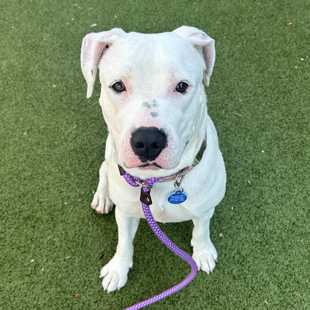 Enlarge Bamboo, a Adoptable mixed breed in Apache Junction, AZ image 1/6