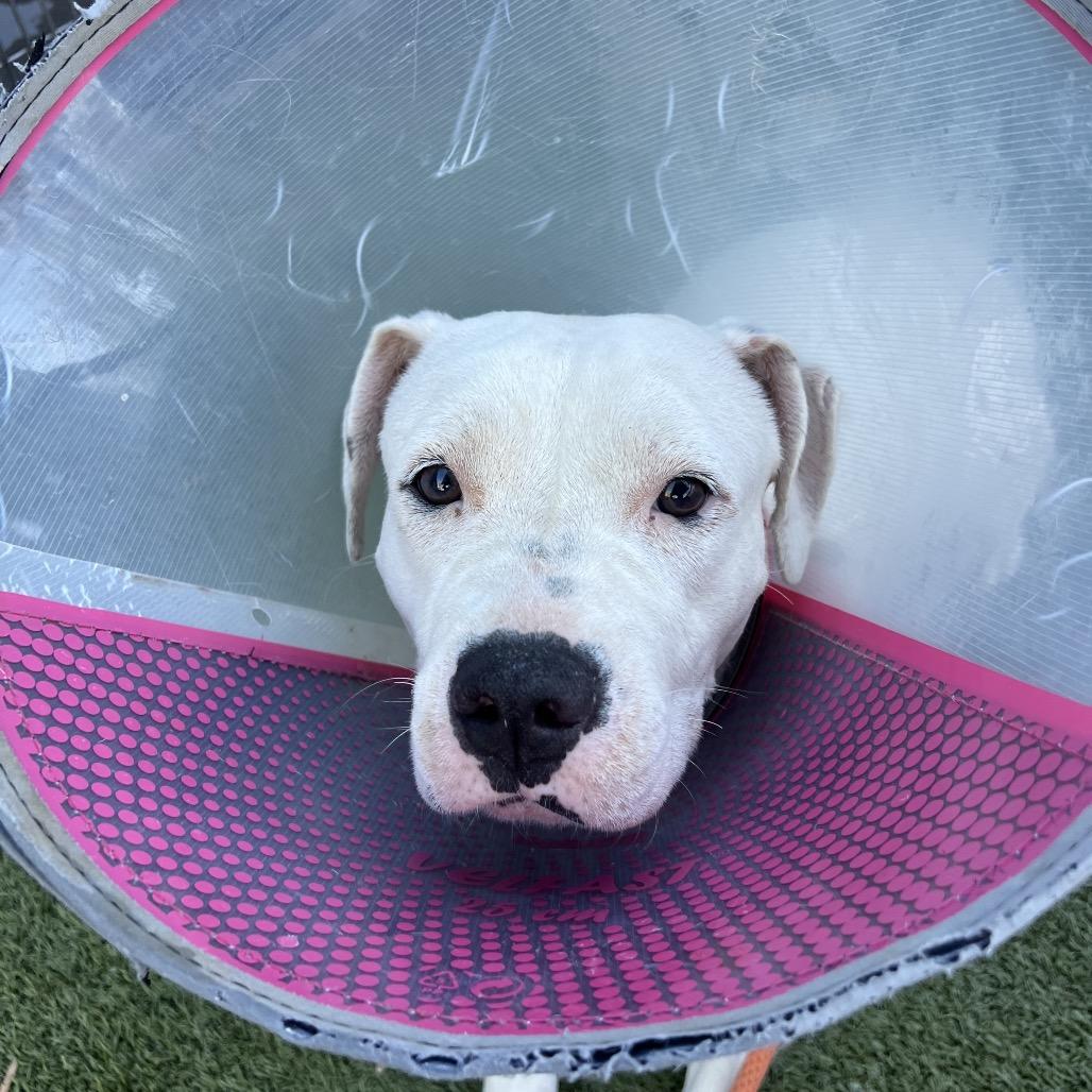 Enlarge Bamboo, a Adoptable mixed breed in Apache Junction, AZ image 2/6