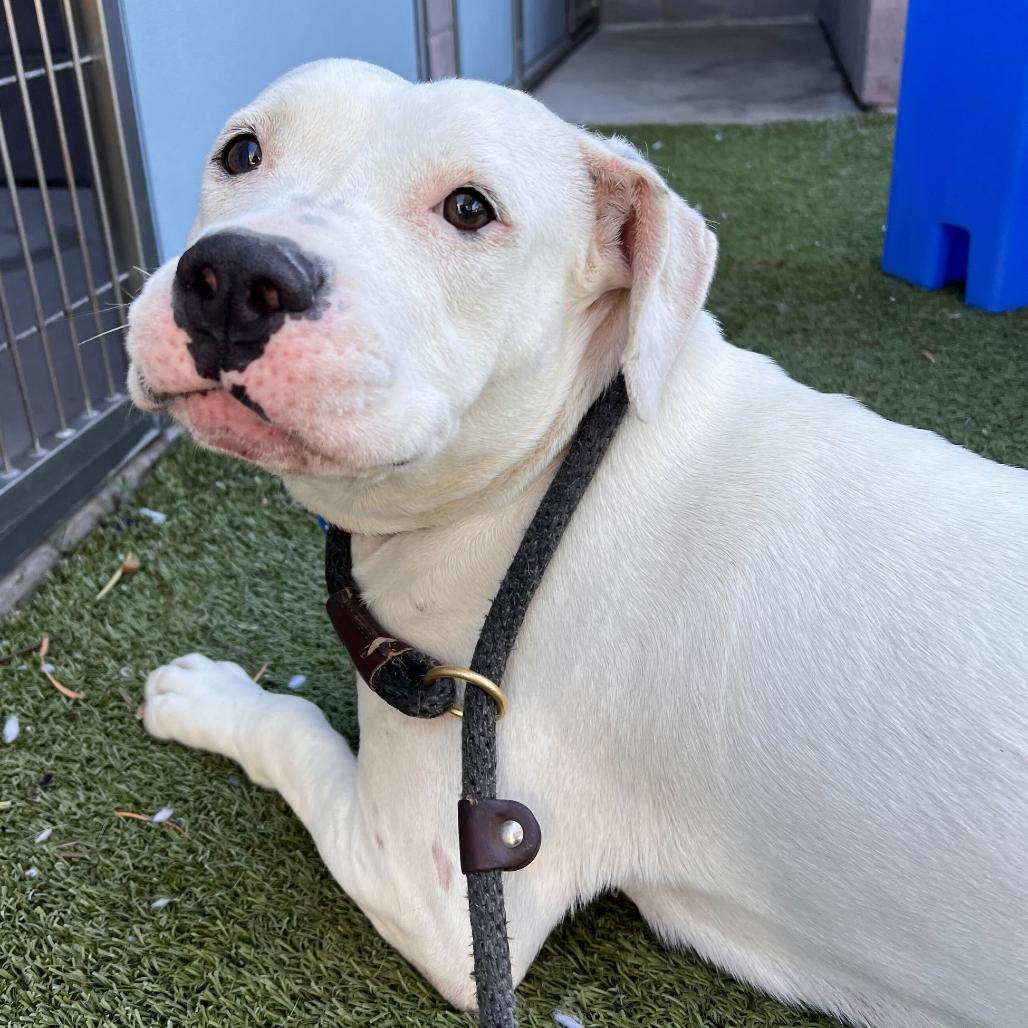 Enlarge Bamboo, a Adoptable mixed breed in Apache Junction, AZ image 3/6