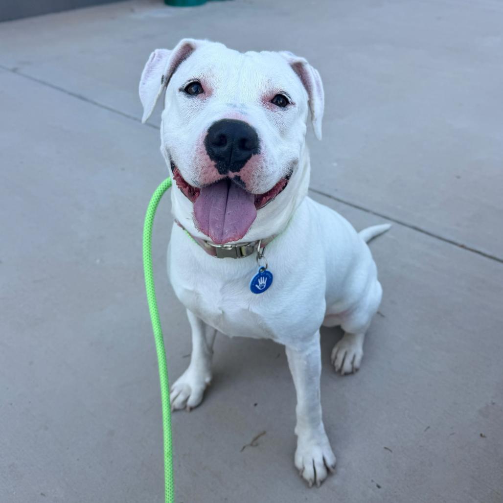 Enlarge Bamboo, a Adoptable mixed breed in Apache Junction, AZ image 4/6