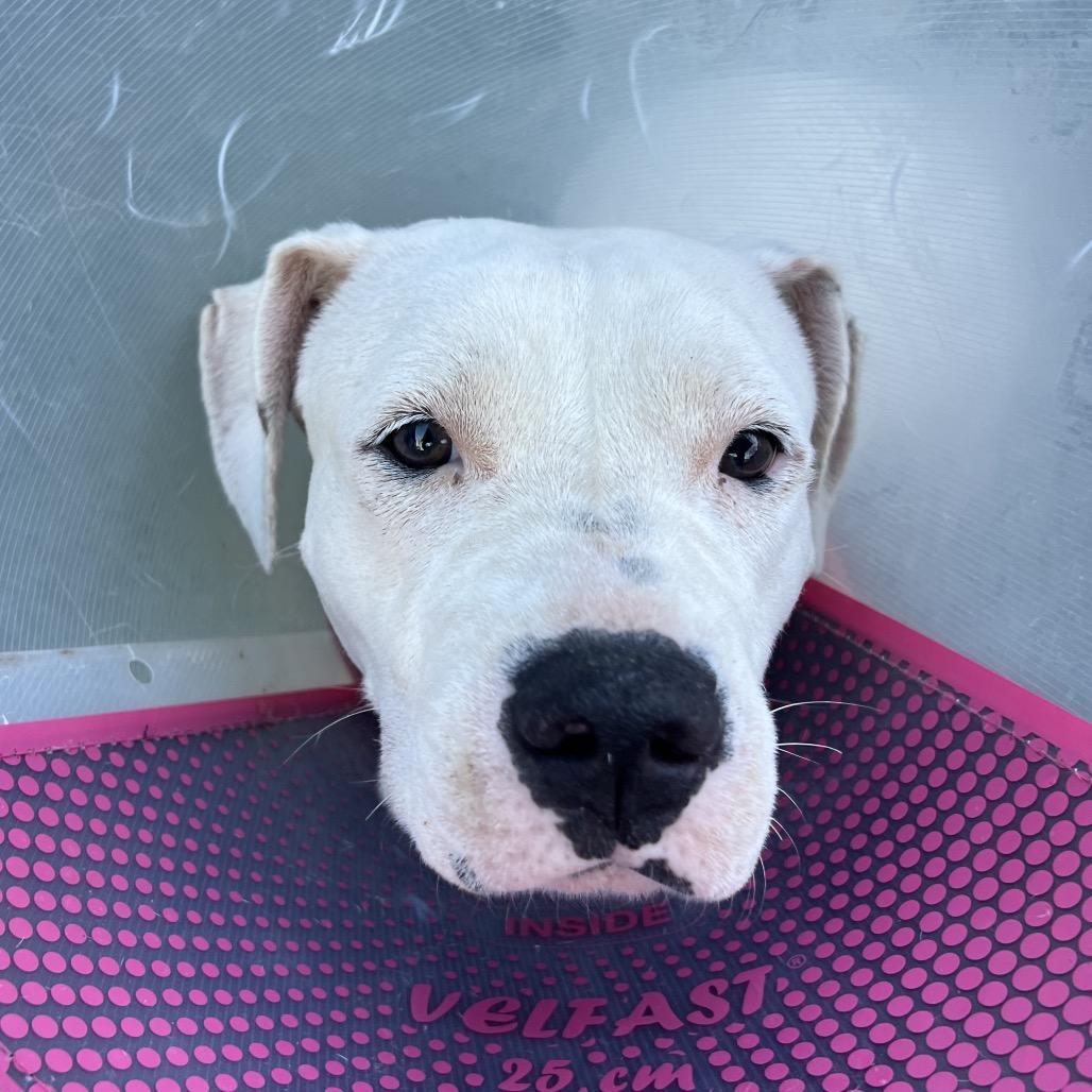 Enlarge Bamboo, a Adoptable mixed breed in Apache Junction, AZ image 5/6