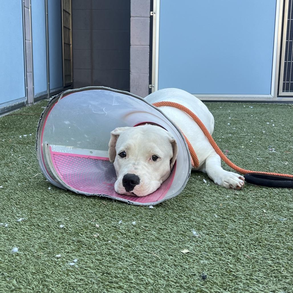 Enlarge Bamboo, a Adoptable mixed breed in Apache Junction, AZ image 6/6