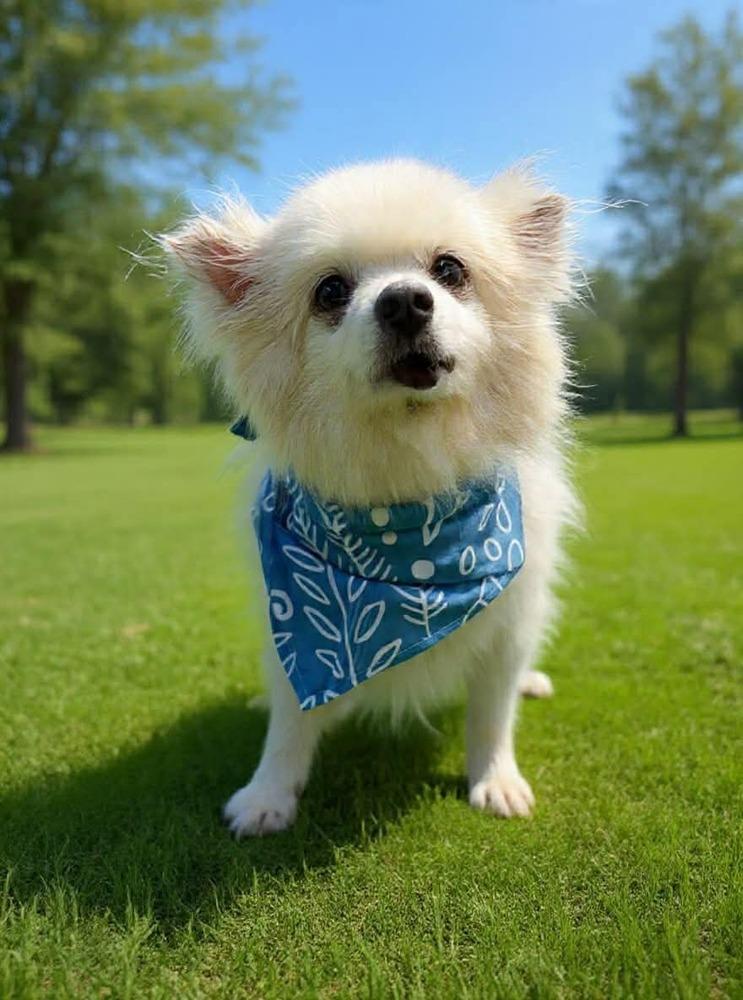 Mr. Possum, Adoptable, Adult Male Pomeranian.