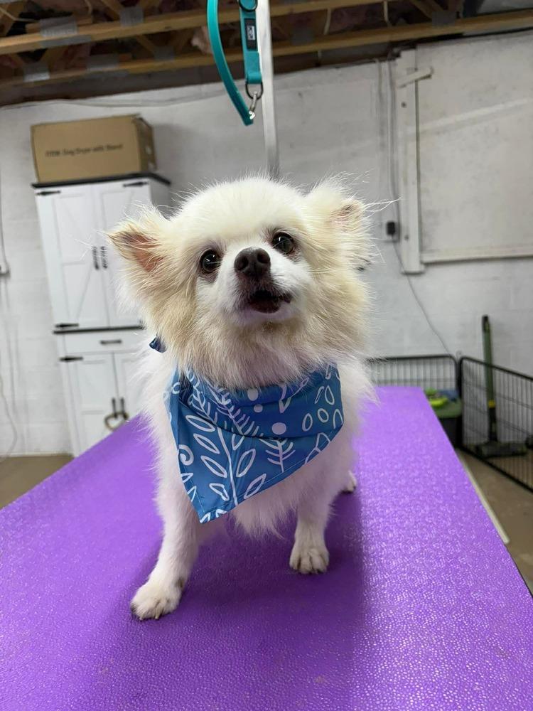Mr. Possum, a Adoptable Pomeranian in Middletown, CT image 2/5