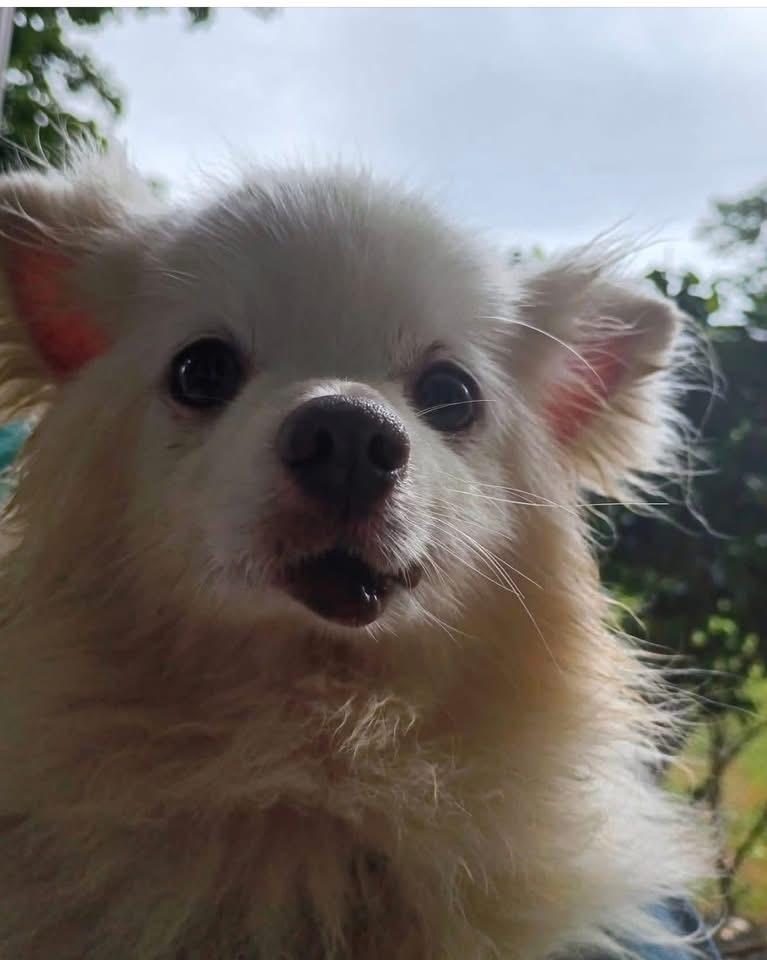 Mr. Possum, a Adoptable Pomeranian in Middletown, CT image 3/5