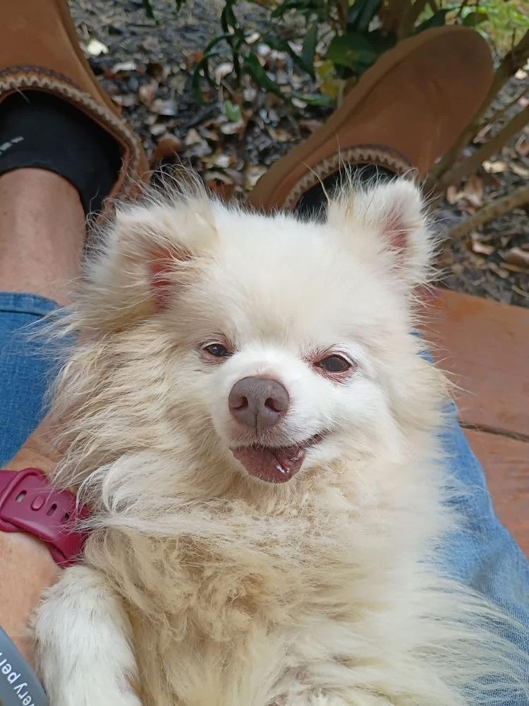 Mr. Possum, a Adoptable Pomeranian in Middletown, CT image 4/5