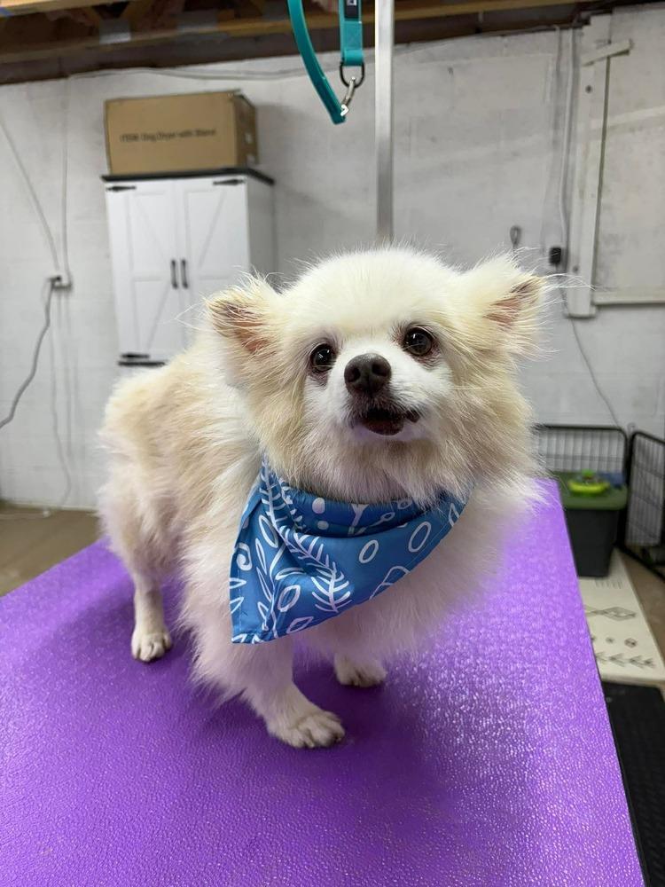 Mr. Possum, a Adoptable Pomeranian in Middletown, CT image 5/5