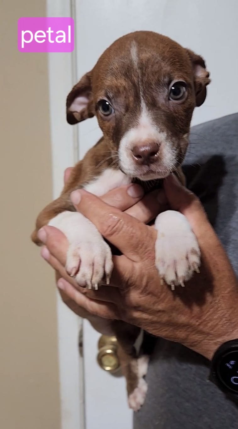 Petal, a Adoptable mixed breed in Fort Worth, TX image 3/3