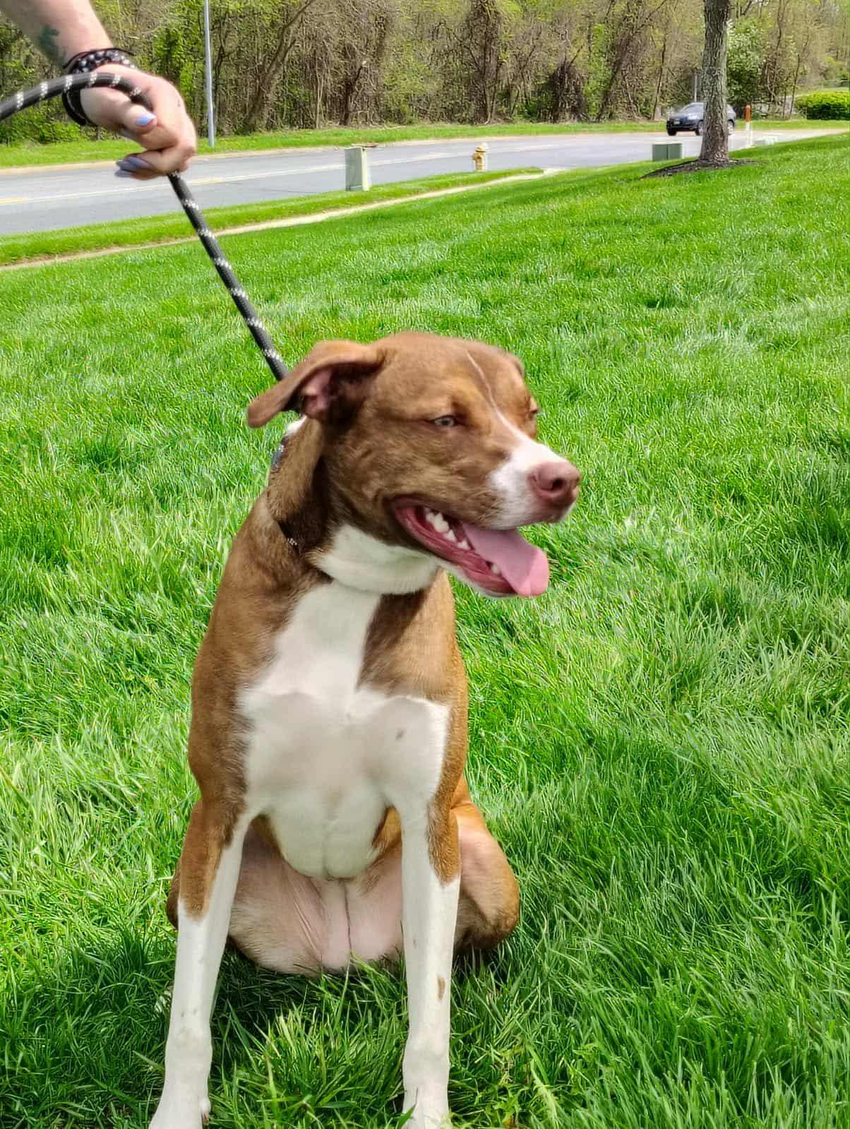 Petal, a Adoptable mixed breed in Fort Worth, TX image 2/3