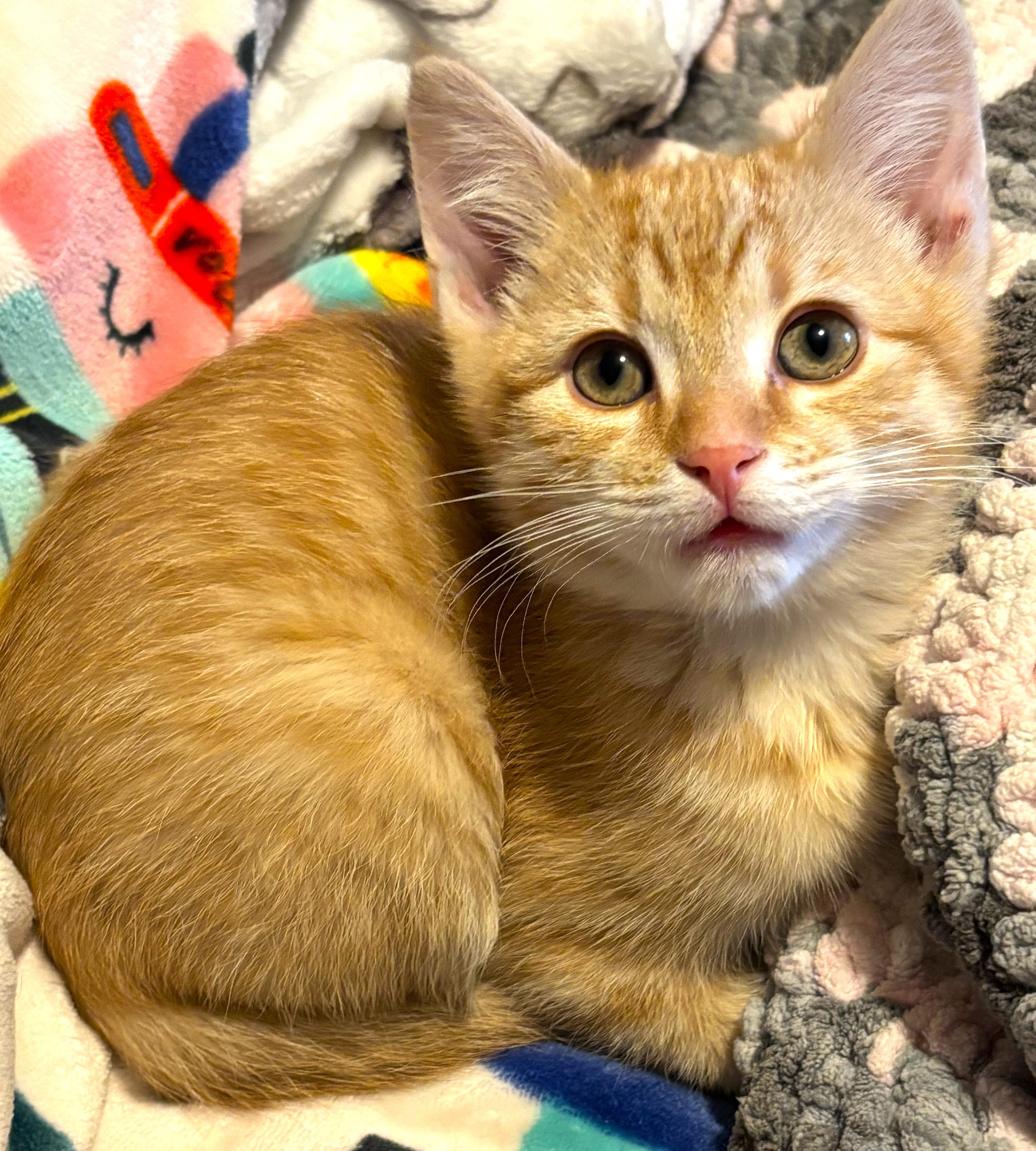 Copper and Todd, Adopted, Young Male Domestic Short Hair & Tabby.