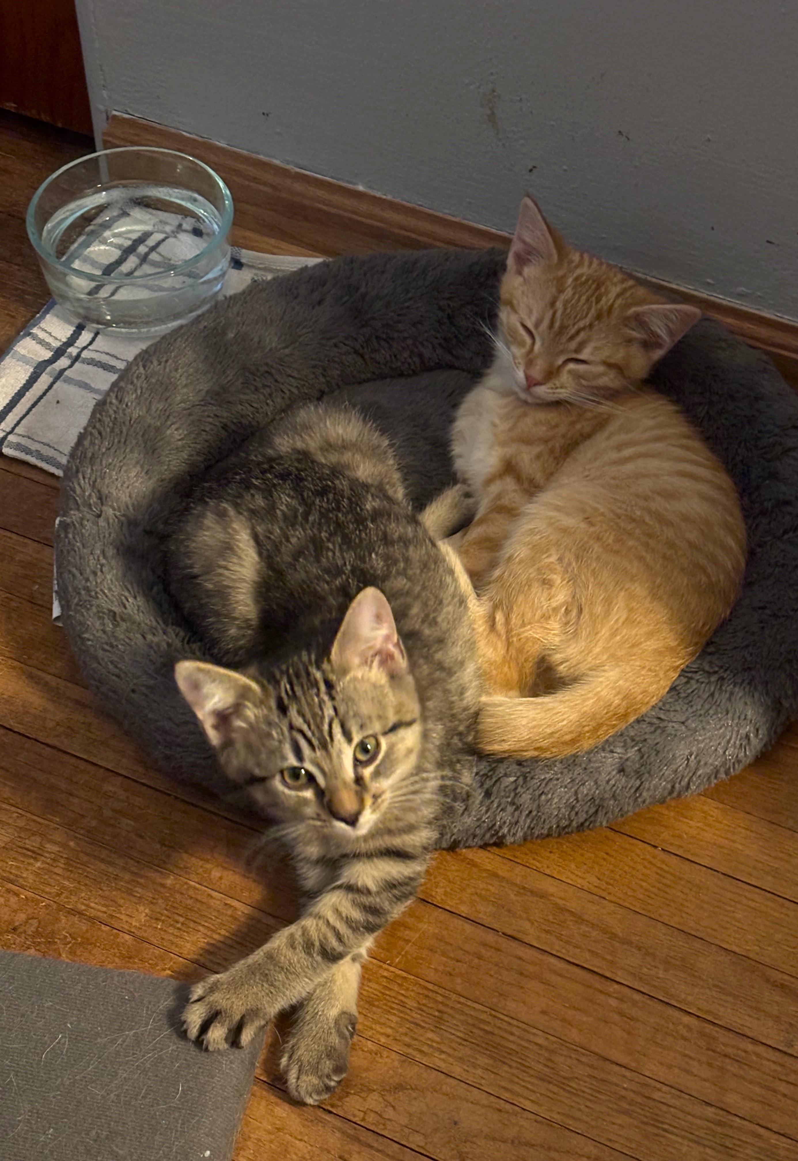 Enlarge Copper and Todd, a Adopted mixed breed in Duluth, MN image 2/4