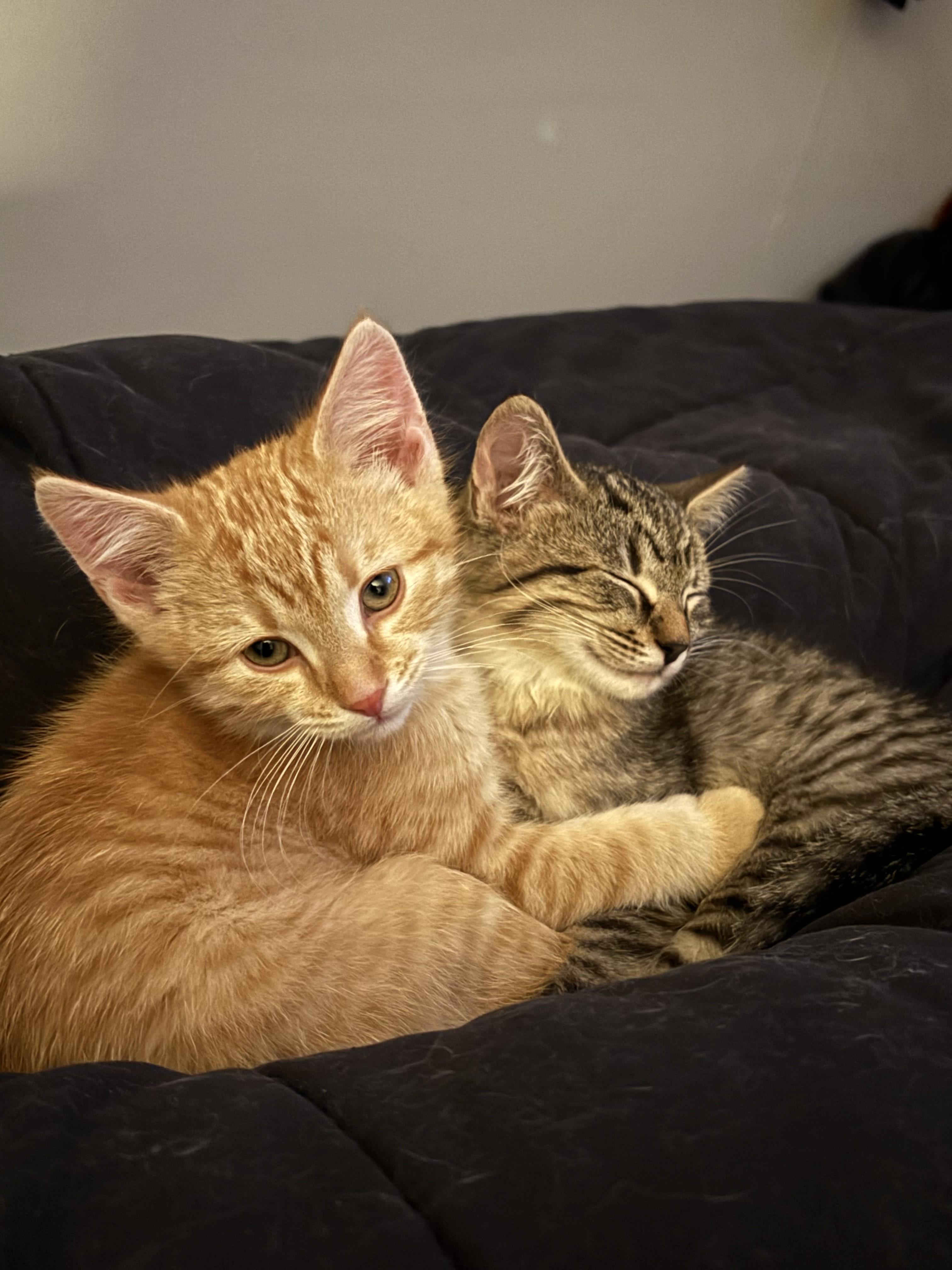 Enlarge Copper and Todd, a Adopted mixed breed in Duluth, MN image 4/4